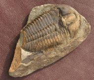 Ptychoparia milena (Kordule, 2006)