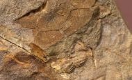 Ctenocephalus coronatus (Barrande, 1846) & Ctenocystites perneri