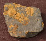 Skreiaspis spinosa (Jahn, 1895)