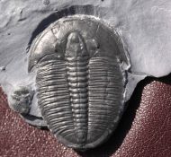 Elrathia kingii (Meek 1870)