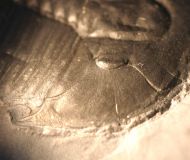 Elrathia kingii (Meek 1870)