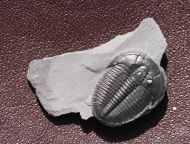 Elrathia kingii (Meek 1870)