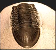 Paralejurus rehamanus ALBERTI 1970