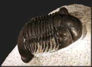 Paralejurus rehamanus ALBERTI 1970