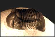 Paralejurus rehamanus ALBERTI 1970