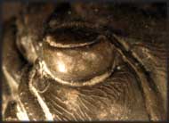 Paralejurus rehamanus ALBERTI 1970