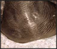 Paralejurus rehamanus ALBERTI 1970