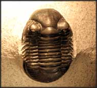 Paralejurus rehamanus ALBERTI 1970