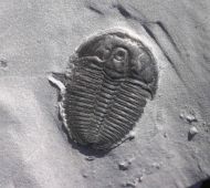 Elrathia kingii (Meek 1870)
