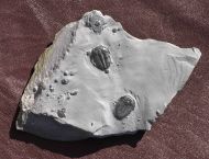 Elrathia kingii (Meek 1870)
