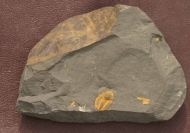 Agraulos ceticephalus (Barrande, 1846)