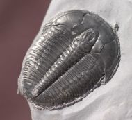 Elrathia kingii (Meek 1870)