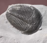 Elrathia kingii (Meek 1870)