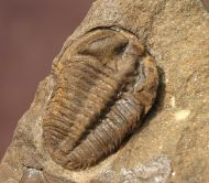 Ctenocephalus coronatus  (Barrande, 1846) &  Ptychoparia dubinka