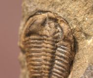 Ctenocephalus coronatus  (Barrande, 1846) &  Ptychoparia dubinka