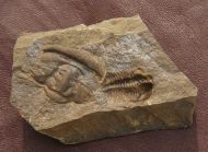 Ctenocephalus coronatus  (Barrande, 1846) &  Ptychoparia dubinka