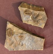 Ctenocephalus coronatus  (Barrande, 1846) &  Ptychoparia dubinka