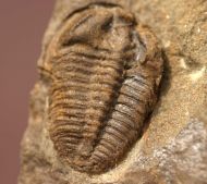 Ctenocephalus coronatus  (Barrande, 1846) &  Ptychoparia dubinka
