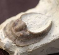 Dolichoharpes procliva (Esker 1964)