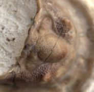 Dolichoharpes procliva (Esker 1964)