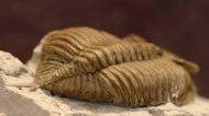 Hutonia lingulifer Campbell 1977