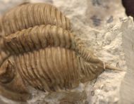Hutonia lingulifer Campbell 1977