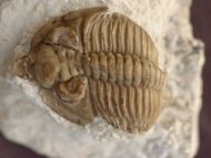 Hutonia lingulifer Campbell 1977