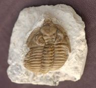 Hutonia lingulifer Campbell 1977