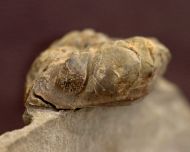 Viaphacops bomifrons