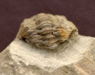 Viaphacops bomifrons