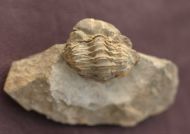 Viaphacops bomifrons