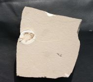 ?Stichocentrus sp.