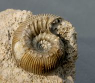 Cadomites (Polyplectites) dorni