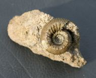 Cadomites (Polyplectites) dorni