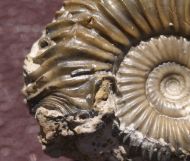 Garantiana (Pseudogarantiana) dichotoma (BENTZ, 1928)