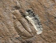 Ogyginus corndensis (MURCHISON,1839)