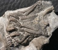 Dimerocrinites  icosidactylus (Phillips in Murchison, 1839)