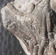 Dimerocrinites  icosidactylus (Phillips in Murchison, 1839)