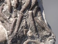 Dimerocrinites  icosidactylus (Phillips in Murchison, 1839)