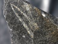 Didymograptus murchisoni (Beck in. Murchison, 1839)