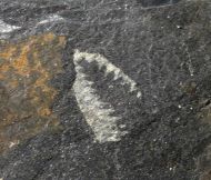 Didymograptus murchisoni (Beck in. Murchison, 1839)