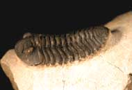 Acastoides cf. hollardi G. ALBERTI 1966
