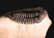 Acastoides cf. hollardi G. ALBERTI 1966