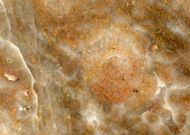 Metaidetes sp.
