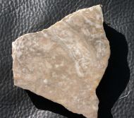 Metaidetes sp.