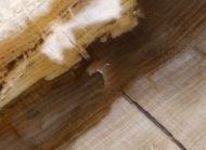 Versteinertes Holz – Cupressus sp.