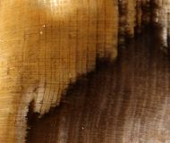Petrified Wood - Cupressus sp.