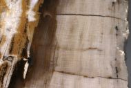 Versteinertes Holz – Cupressus sp.