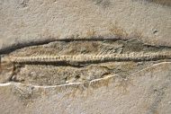 Allothrissops salmoneus (BLAINVILLE, 1818)