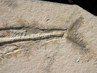 Allothrissops salmoneus (BLAINVILLE, 1818)